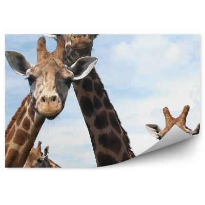 Fototapeta Zvědavé žirafy