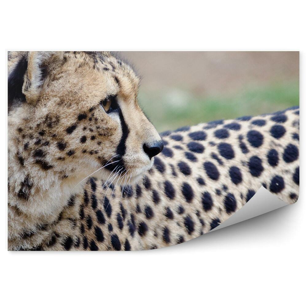 Samolepící fototapeta Gepard ohlížející se za sebe