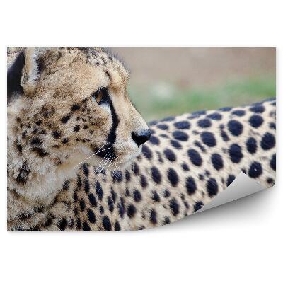 Samolepící fototapeta Gepard ohlížející se za sebe