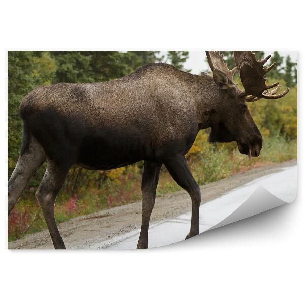 Fototapeta na zeď Los na asfaltové cestě