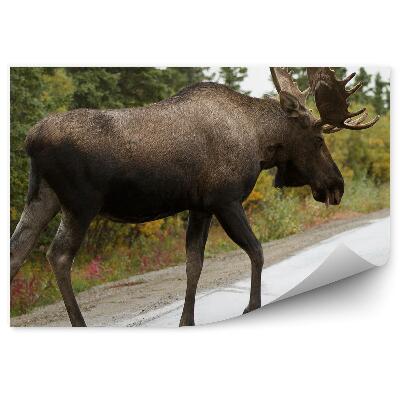 Fototapeta na zeď Los na asfaltové cestě