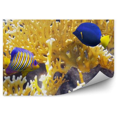 Fototapeta na zeď Barevné rybí útes voda podmořský svět