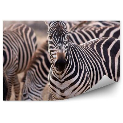 Samolepící fototapeta Stádo zeber