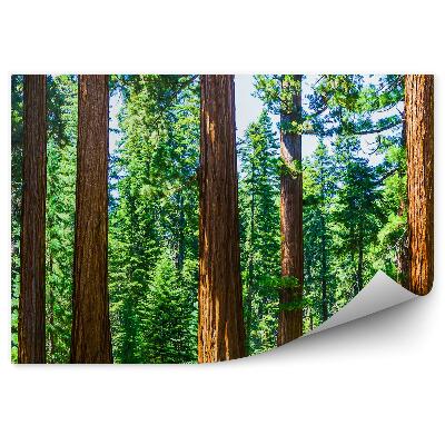 Fototapeta na zeď Národní park větve stromů detail vánoční stromeček