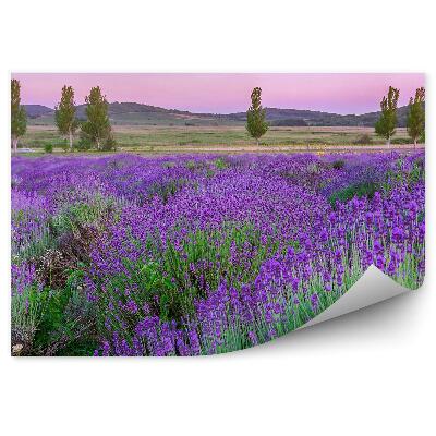 Fototapeta Levandule květiny hory stromy západ slunce