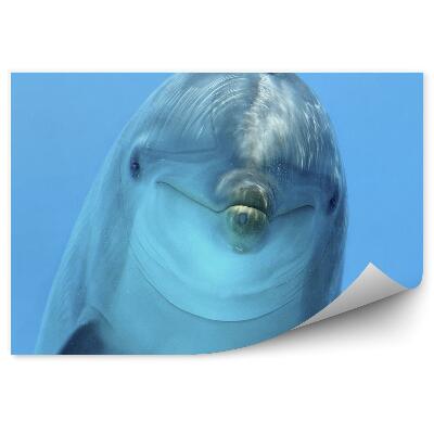 Fototapeta Hlava delfína