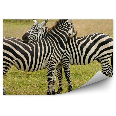 Samolepící fototapeta Zebra zvířata příroda tráva