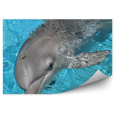 Fototapeta Delfín a modrá voda