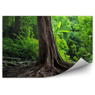 Fototapeta Staré kořeny stromů vegetace přírody