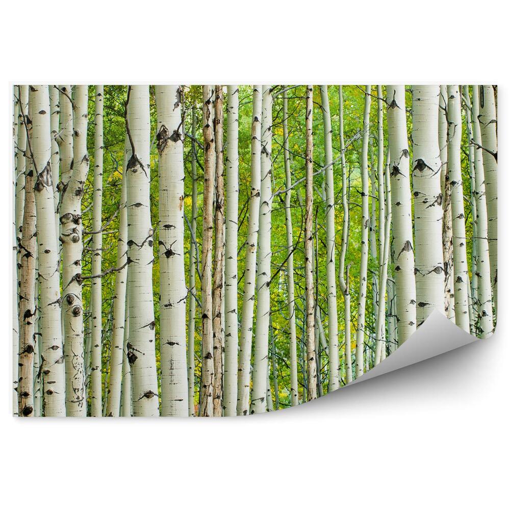 Fototapeta na zeď Hustý listnatý les z topolů břízy bílé kůry