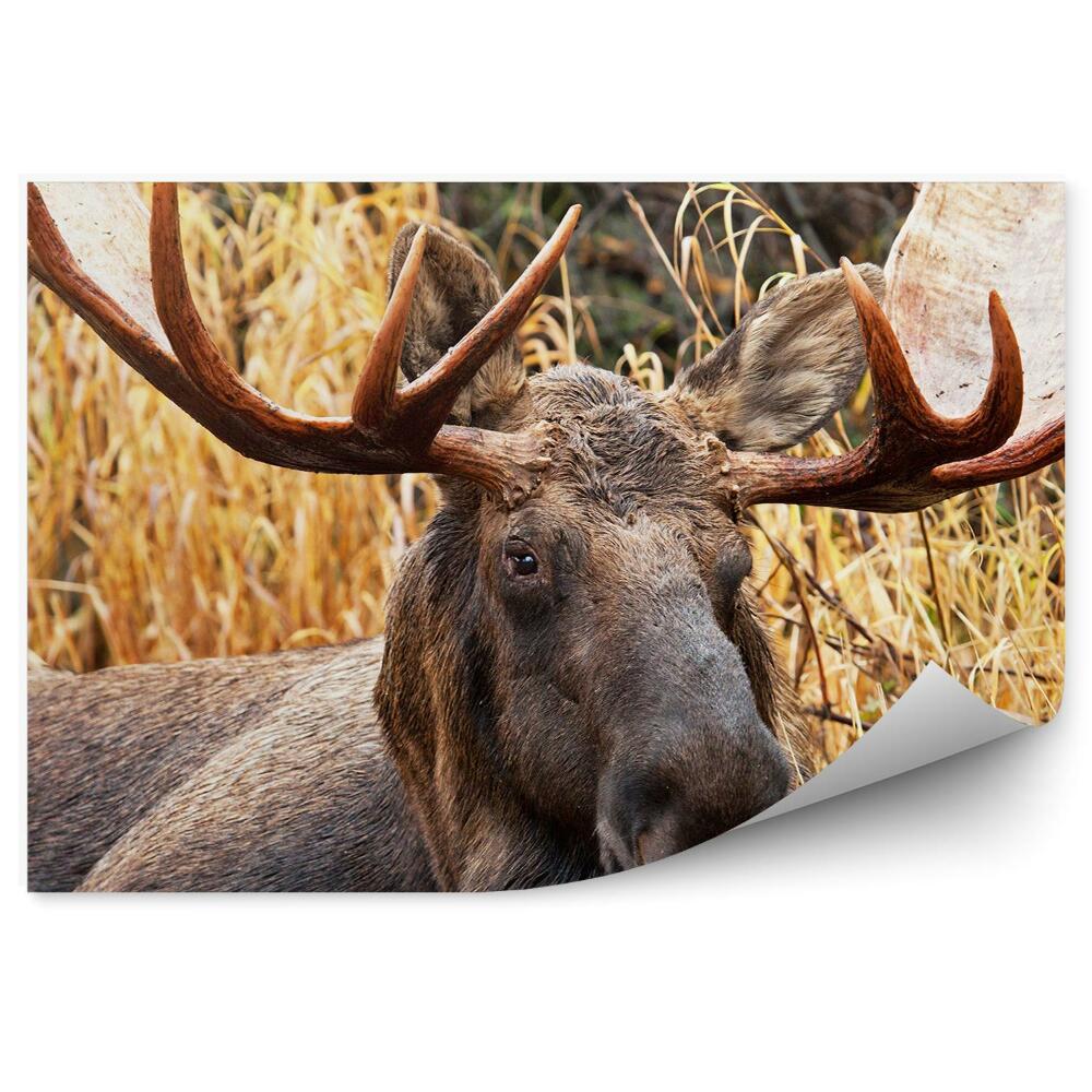 Samolepící fototapeta Losí samec mezi travinami