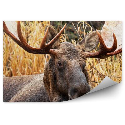 Samolepící fototapeta Losí samec mezi travinami