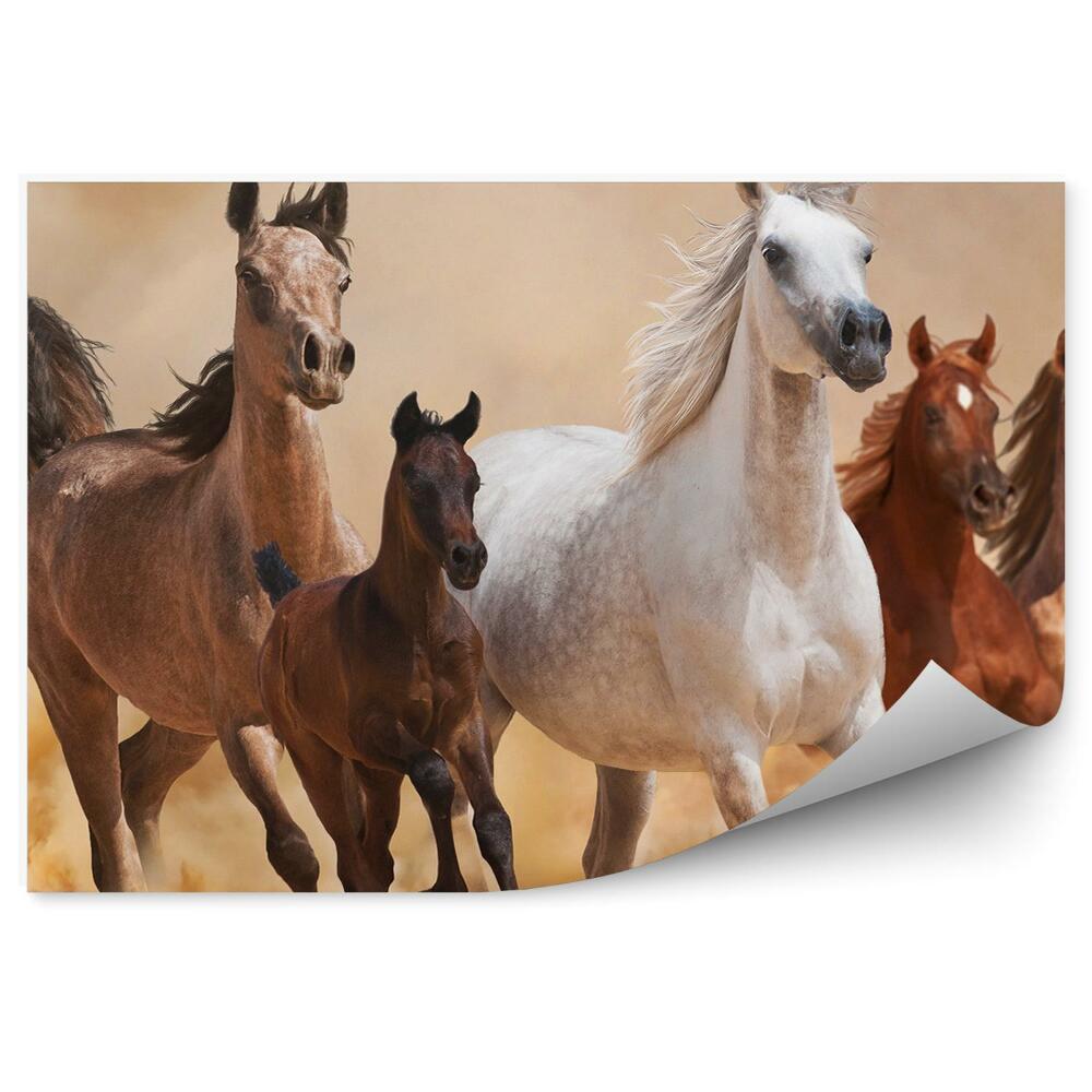 Samolepící fototapeta Stádo běžících koní písek prach kouř