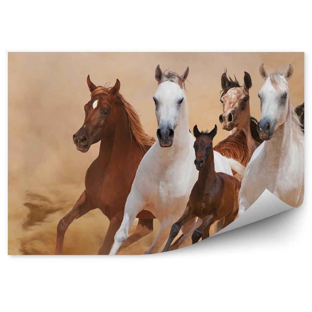 Fototapeta na zeď Běžící stádo koní hříbat písek kouř prach