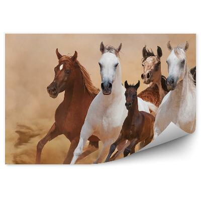 Fototapeta na zeď Běžící stádo koní hříbat písek kouř prach