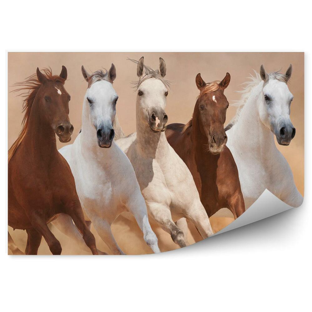 Samolepící fototapeta Běžící stádo koní písek prach kouř