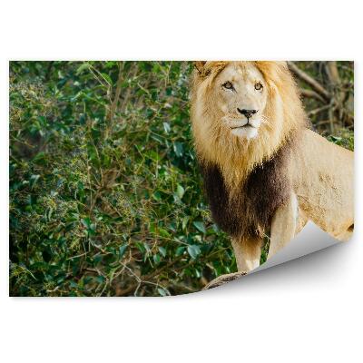 Fototapeta Samec lva stojící na kameni