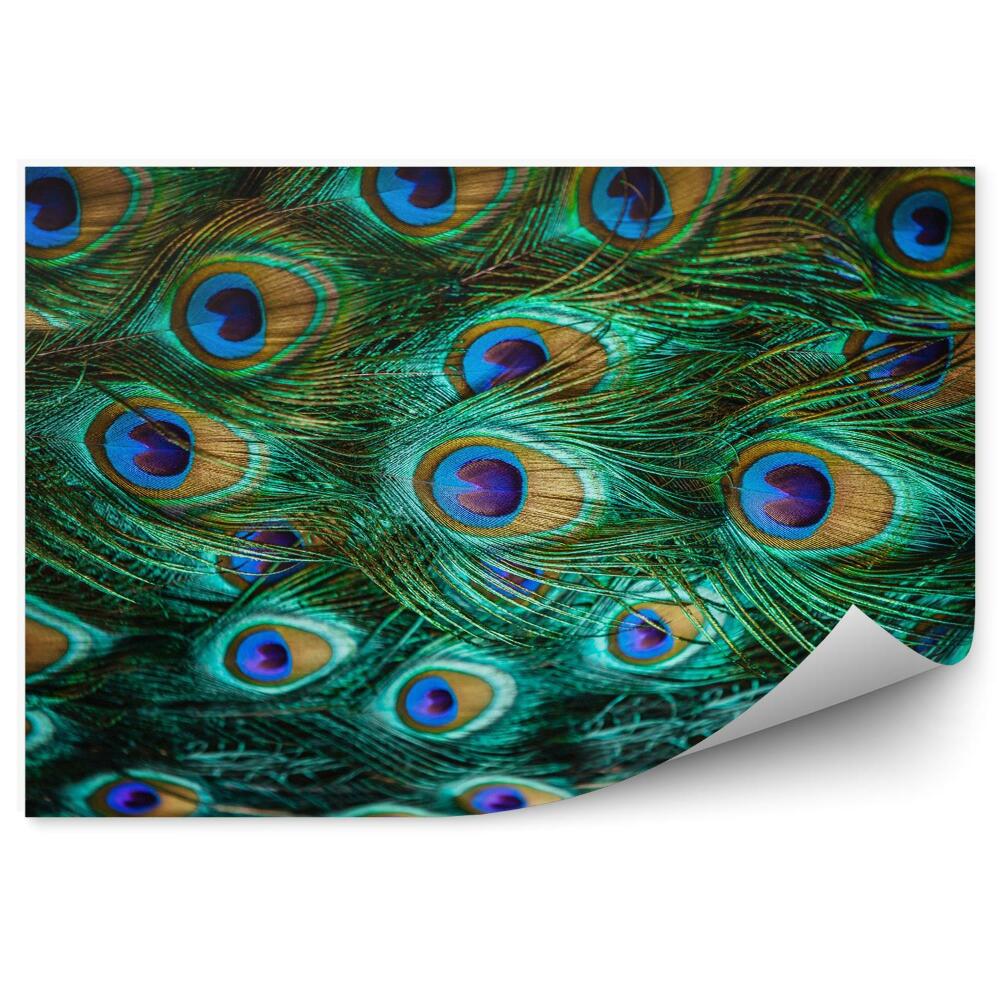 Fototapeta Barevná paví pera