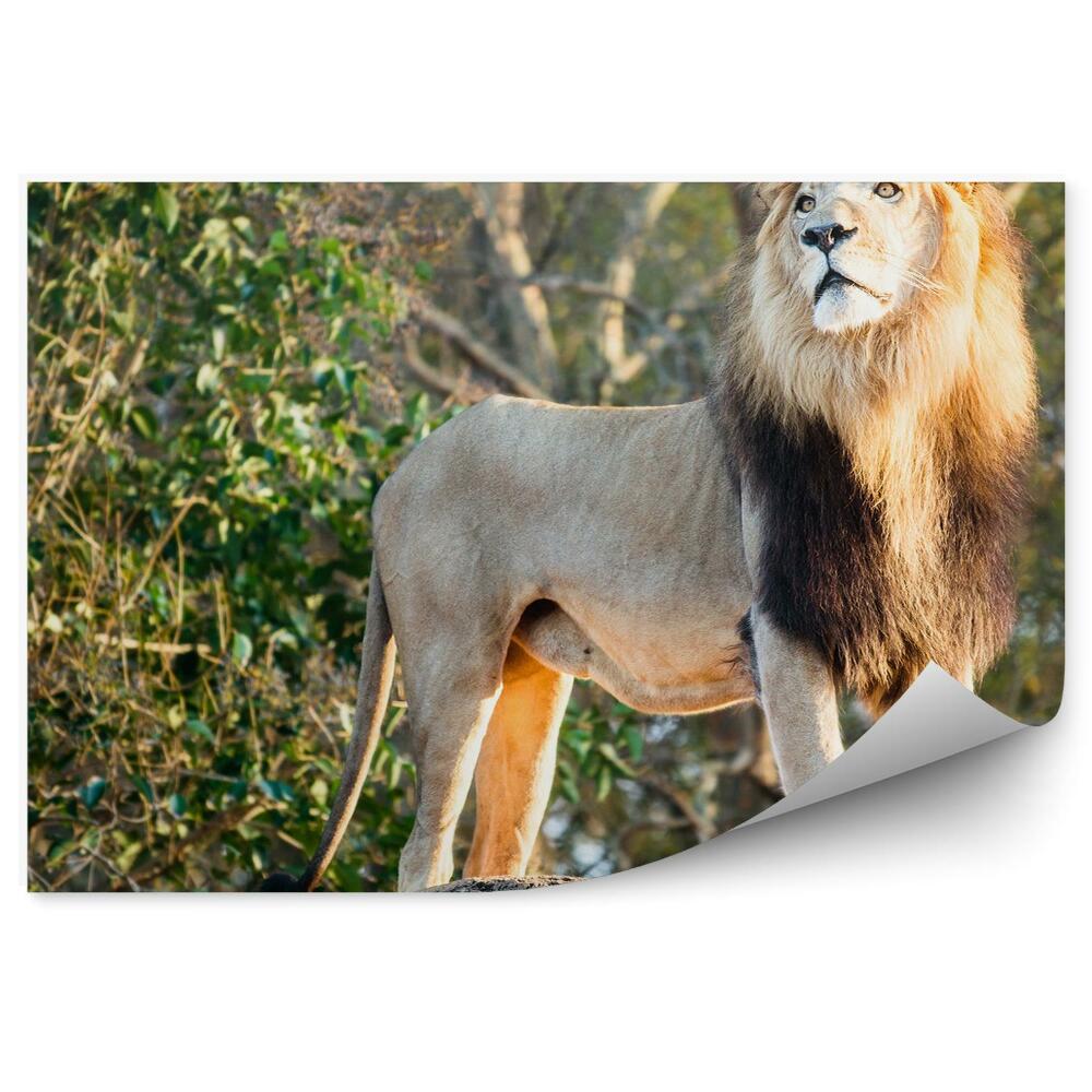 Fototapeta na zeď Lví samec v džungli