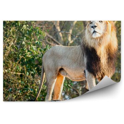 Fototapeta na zeď Lví samec v džungli