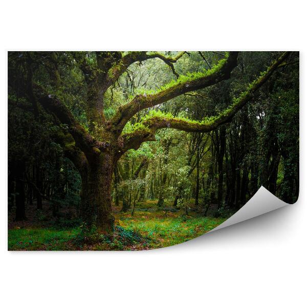 Fototapeta Krásný zelený les