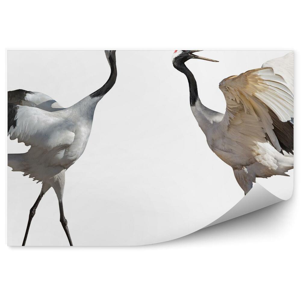 Fototapeta Dvojice tančících jeřábů na bílém pozadí
