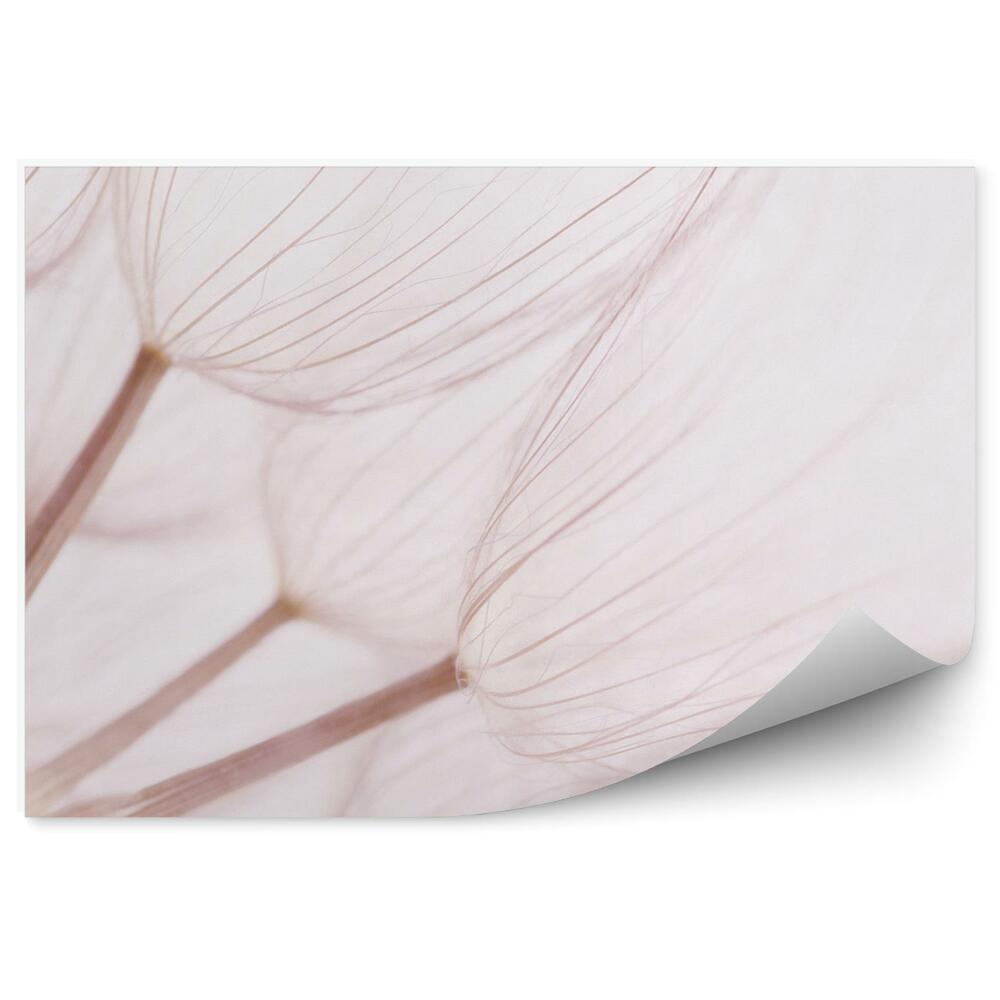 Samolepící fototapeta Abstrakce pampeliška