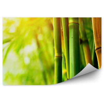 Fototapeta na zeď Detailní záběr na zelené hnědé záře bambusu