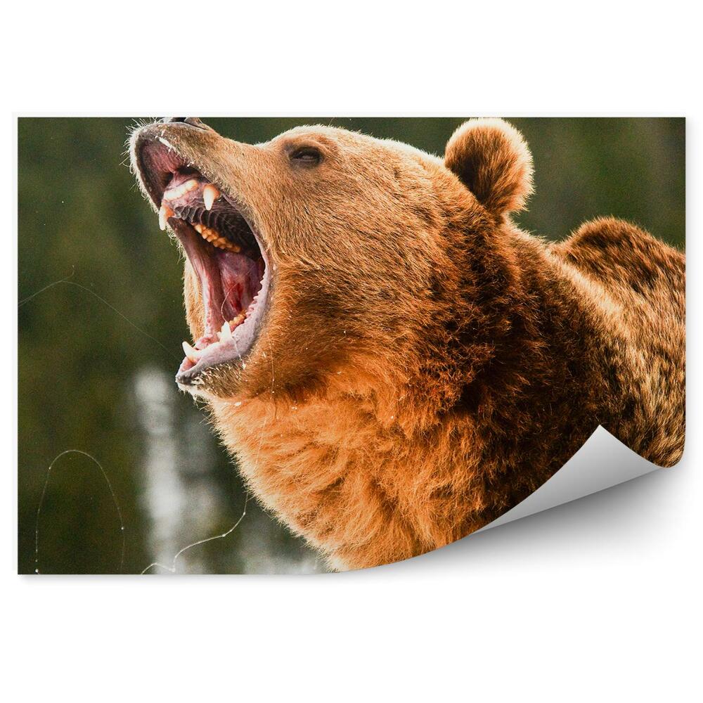 Fototapeta Řvoucí medvěd grizzly