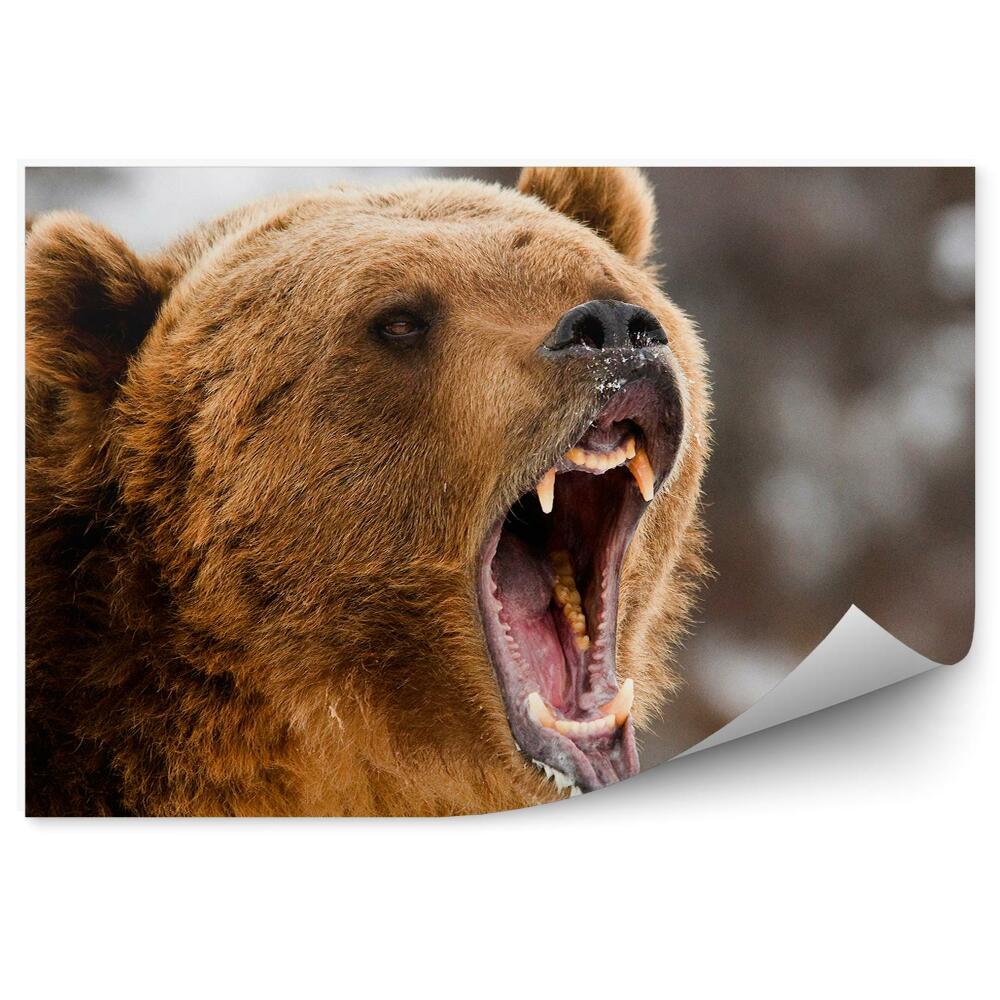 Fototapeta na zeď Řvoucí grizzly zblízka