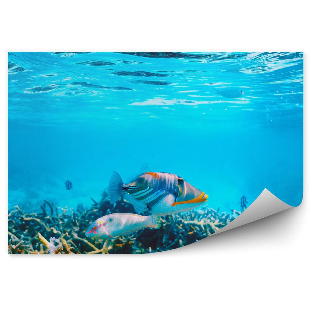 Fototapeta na zeď Ryby korálový útes exotický podmořský svět