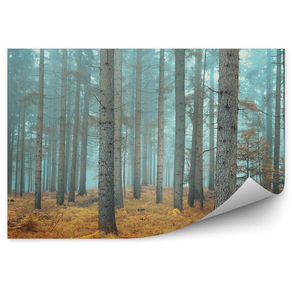 Fototapeta na zeď Jehličnatý les na podzim