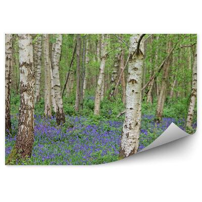 Fototapeta Modré květy mezi březovým lesem