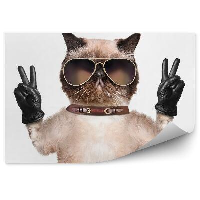 Fototapeta Zábavná kočka brýle kožené rukavice bílé pozadí