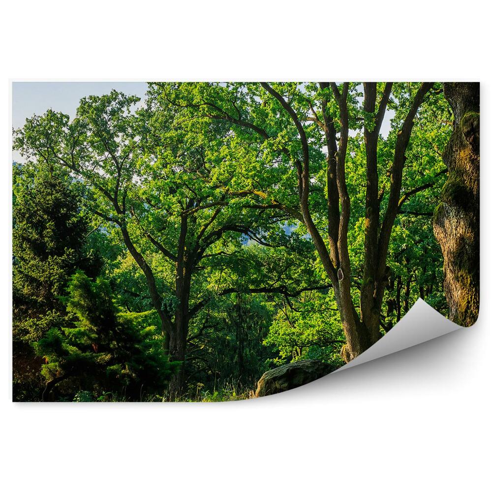 Samolepící fototapeta Stromy letní zelené vánoční stromky hory