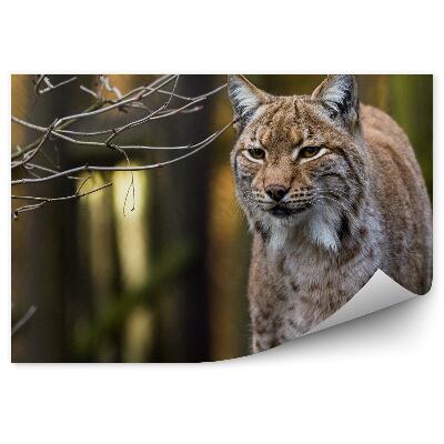 Samolepící fototapeta Rysí les