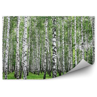 Samolepící fototapeta Jarní březový les s bílými kmeny