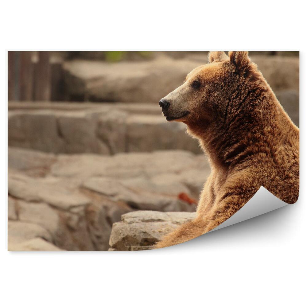 Fototapeta na zeď Sedící medvěd hnědý