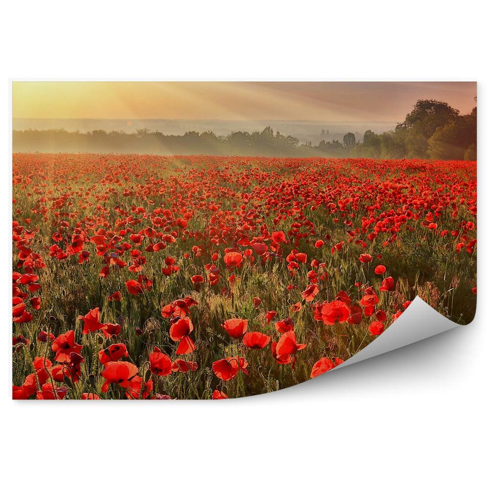 Fototapeta Makové pole květiny rostliny stromy západ slunce