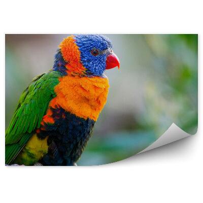Samolepící fototapeta Papoušek lori horský na větvi