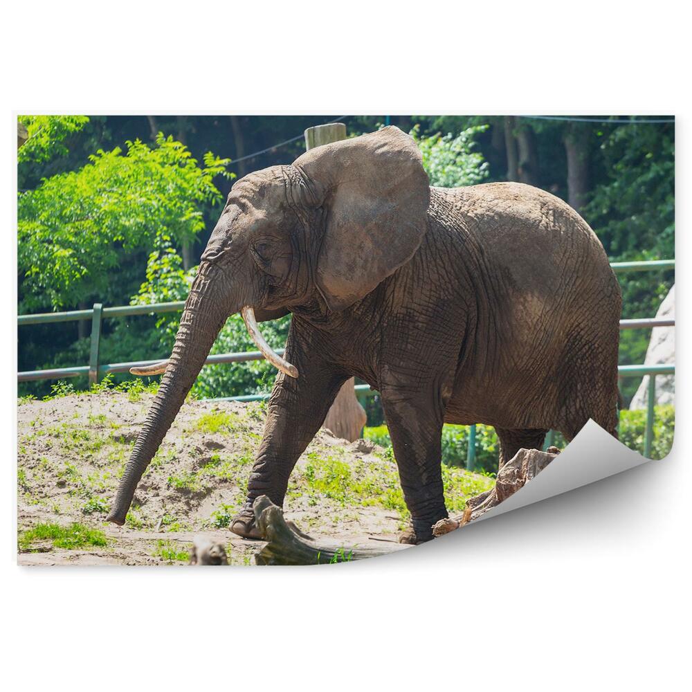 Fototapeta na zeď Slon ve výběhu