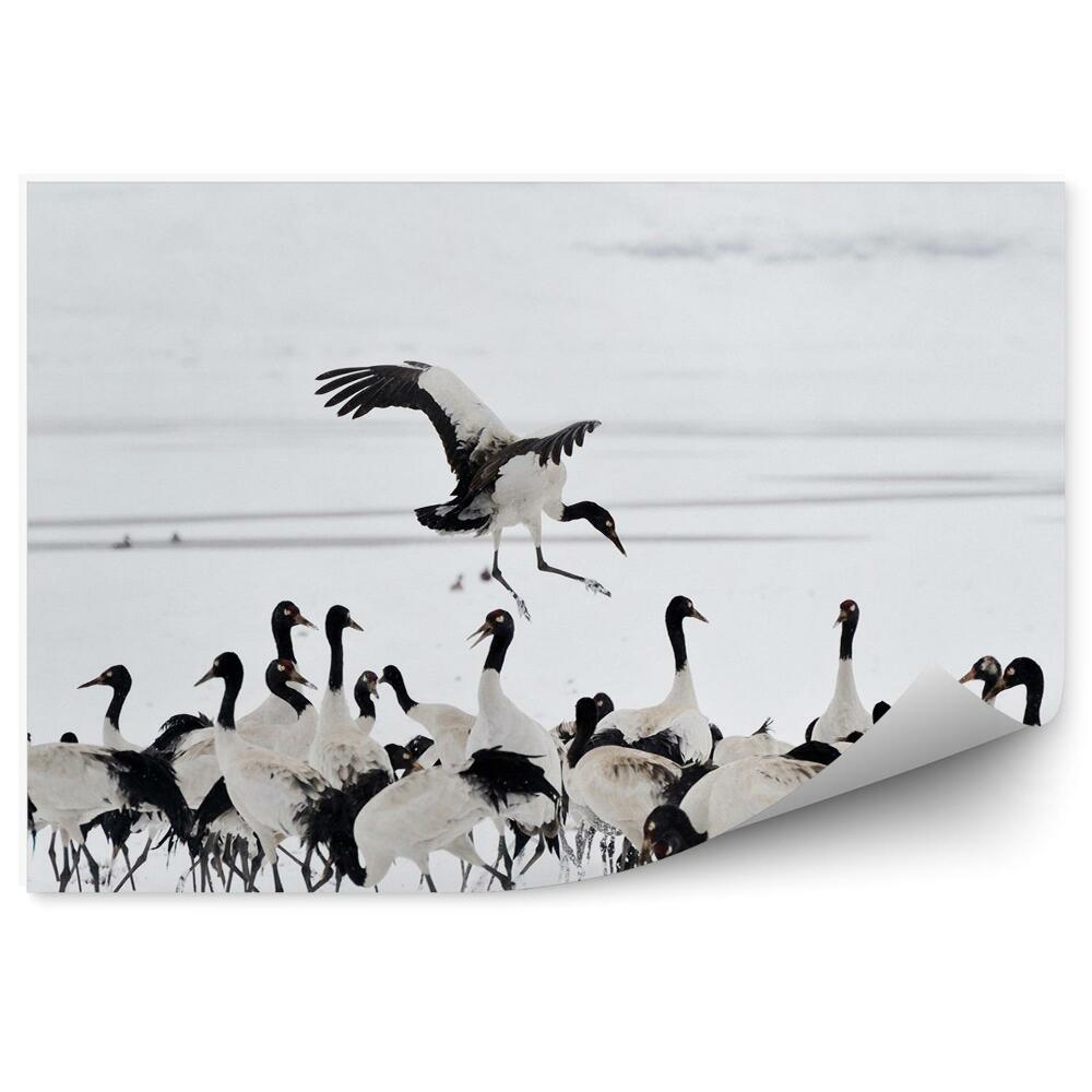 Fototapeta na zeď Hejno jeřábů na sněhu