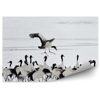 Fototapeta na zeď Hejno jeřábů na sněhu