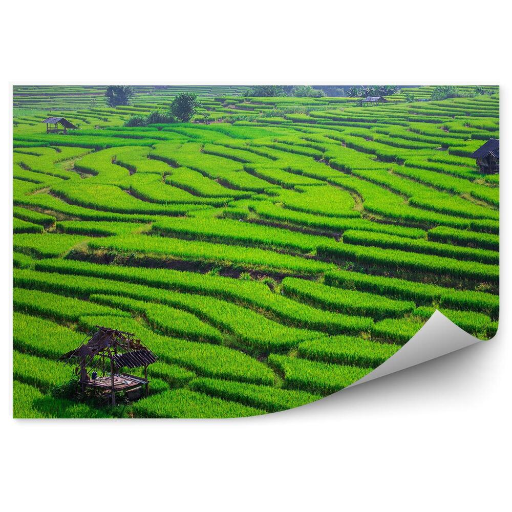 Samolepící fototapeta Rýžové terasy zelená pole dřevěné domy