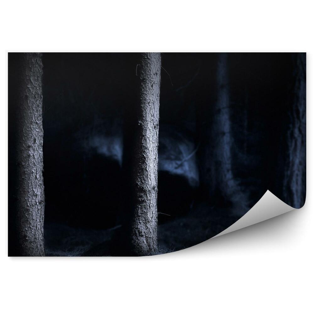 Fototapeta Les v noci