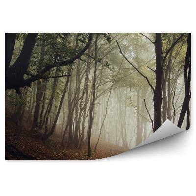 Fototapeta Silnice tmavý les podzim