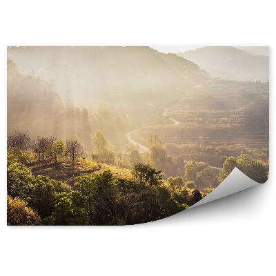 Fototapeta na zeď Pohled lesní stromy sluneční paprsky