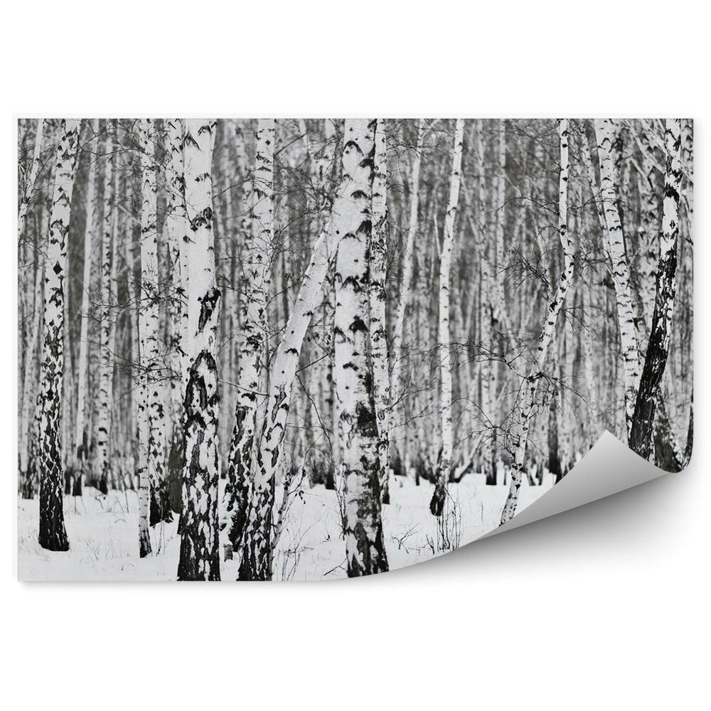 Fototapeta Zimní březový les flóra