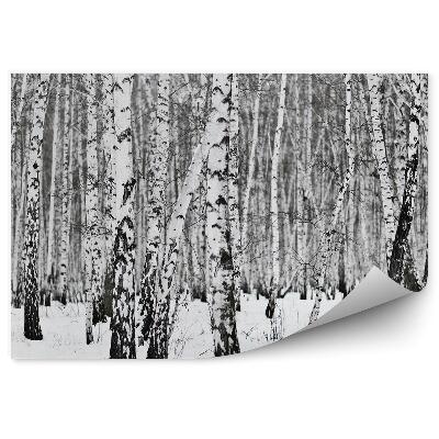 Fototapeta Zimní březový les flóra