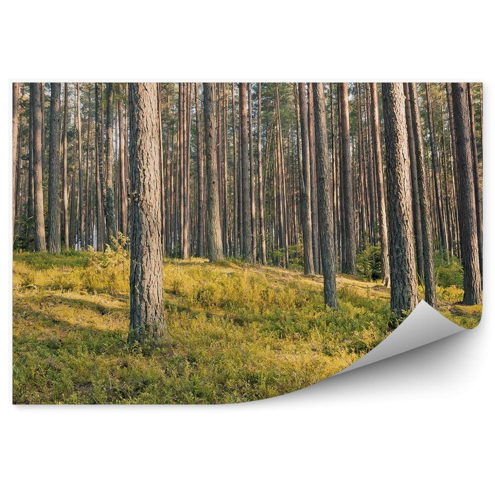 Samolepící fototapeta Trávy jehličnatých lesů